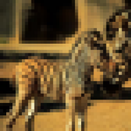 Zebramage