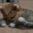 BluCat