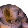 Albino Turtle
